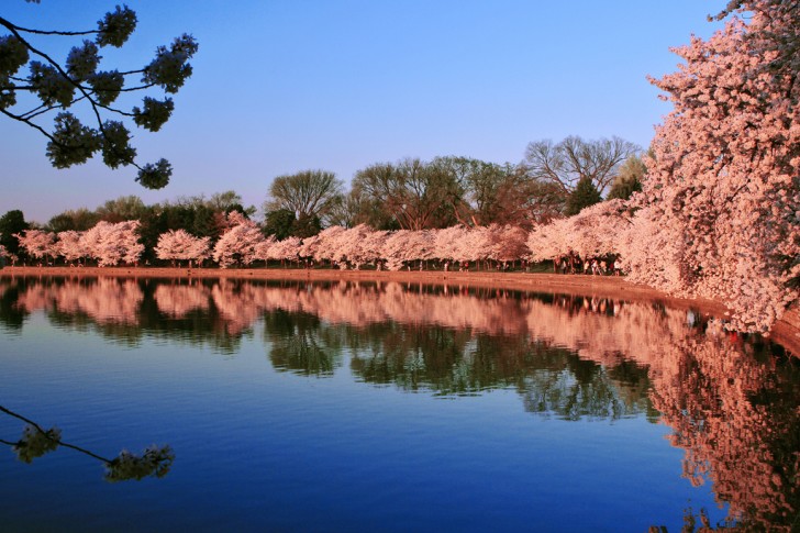Cuenca Tidal Cerezos en flor, Washington DC, Estados Unidos